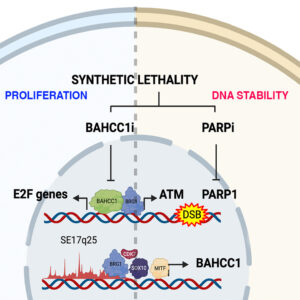 Graphical Abstract